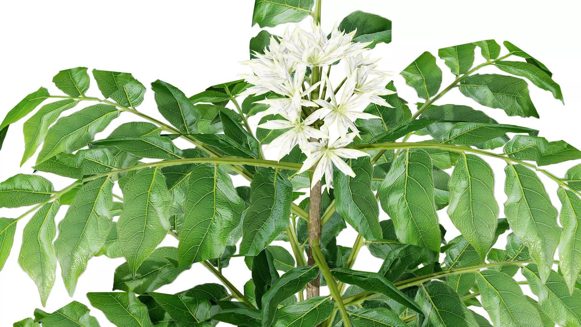 Curry Leaf Tree 3D Model Collection Low-poly 3D model_5