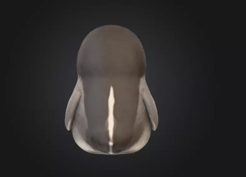 Fluffy Friend Penguin Low-poly 3D model_5