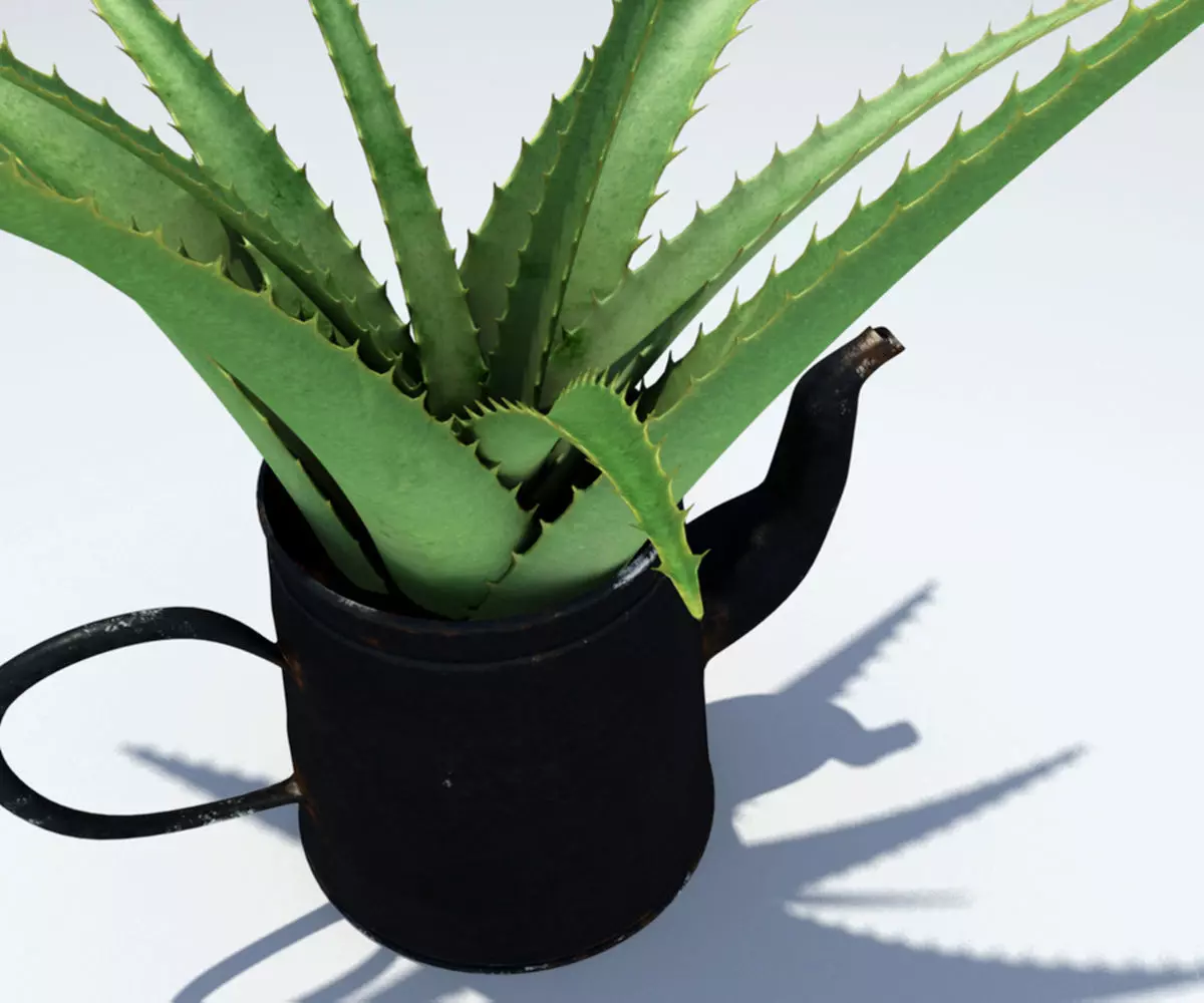 Coffeepot with Aloe Vera plant 3D model_0