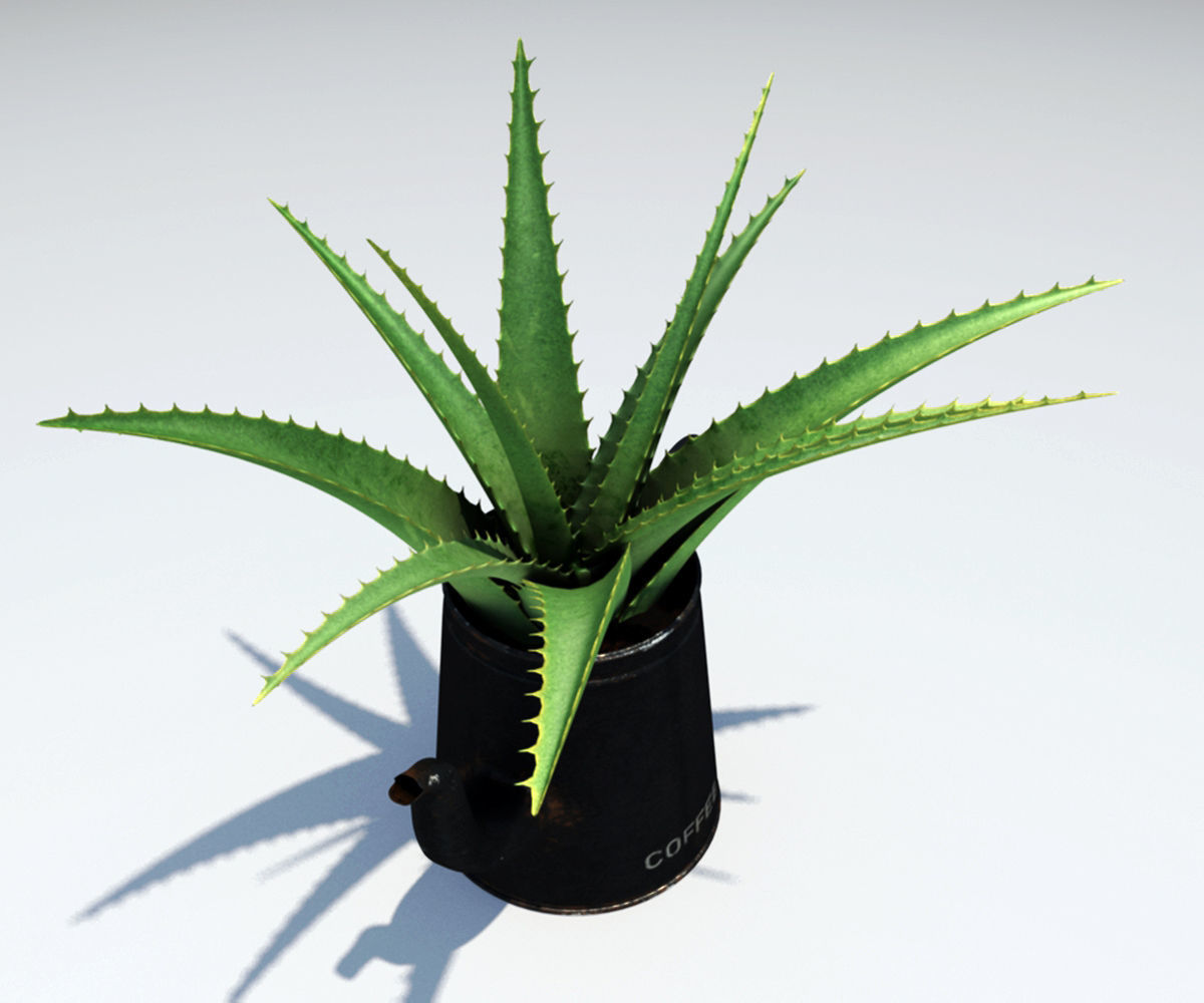 Coffeepot with Aloe Vera plant 3D model_6