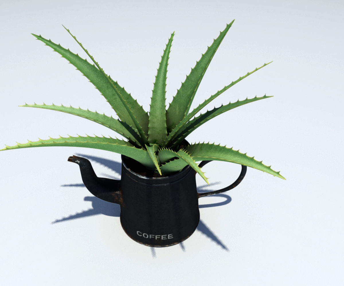 Coffeepot with Aloe Vera plant 3D model_5