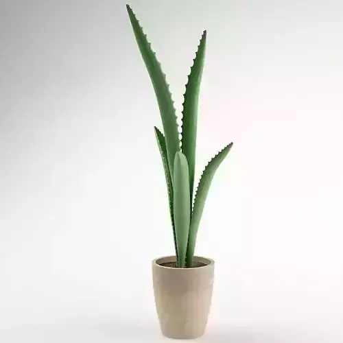 Plant 52