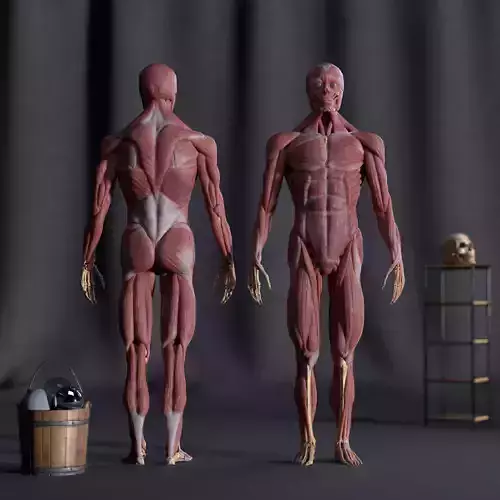 Full Male Anatomy