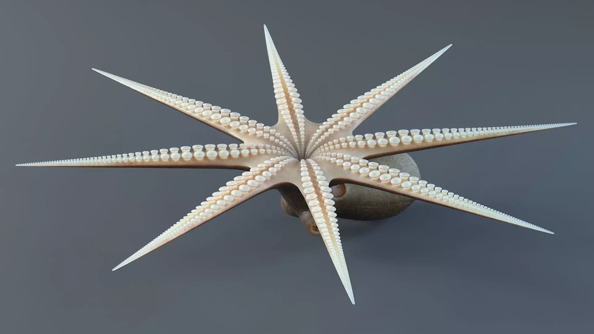 Octopus Pro Rigged 3D model_29