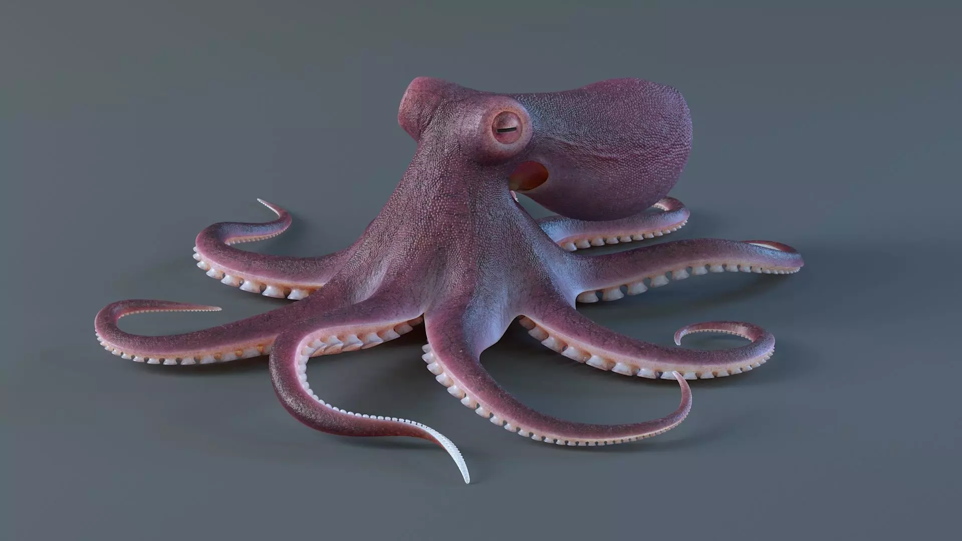 Octopus Pro Rigged 3D model_3