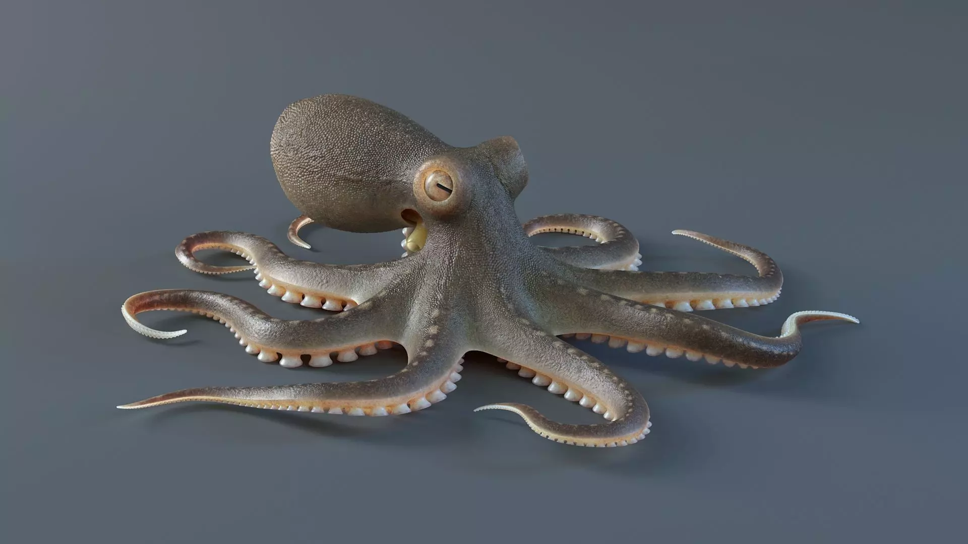 Octopus Pro Rigged 3D model_14
