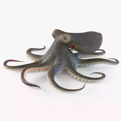 Octopus Pro Rigged