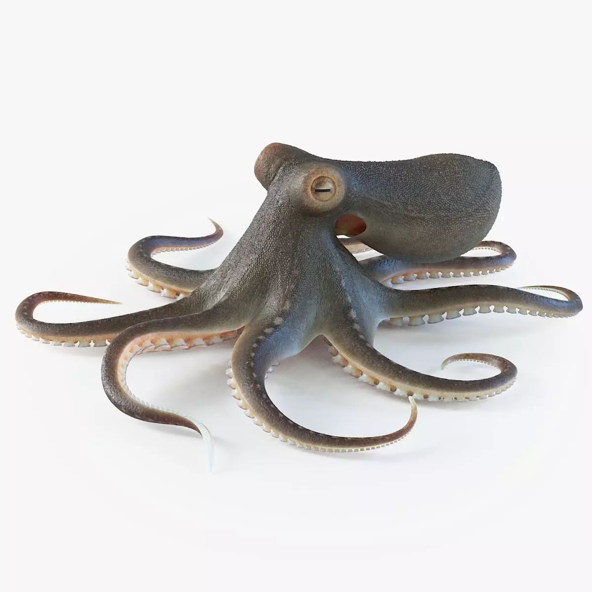 Octopus Pro Rigged 3D model_0