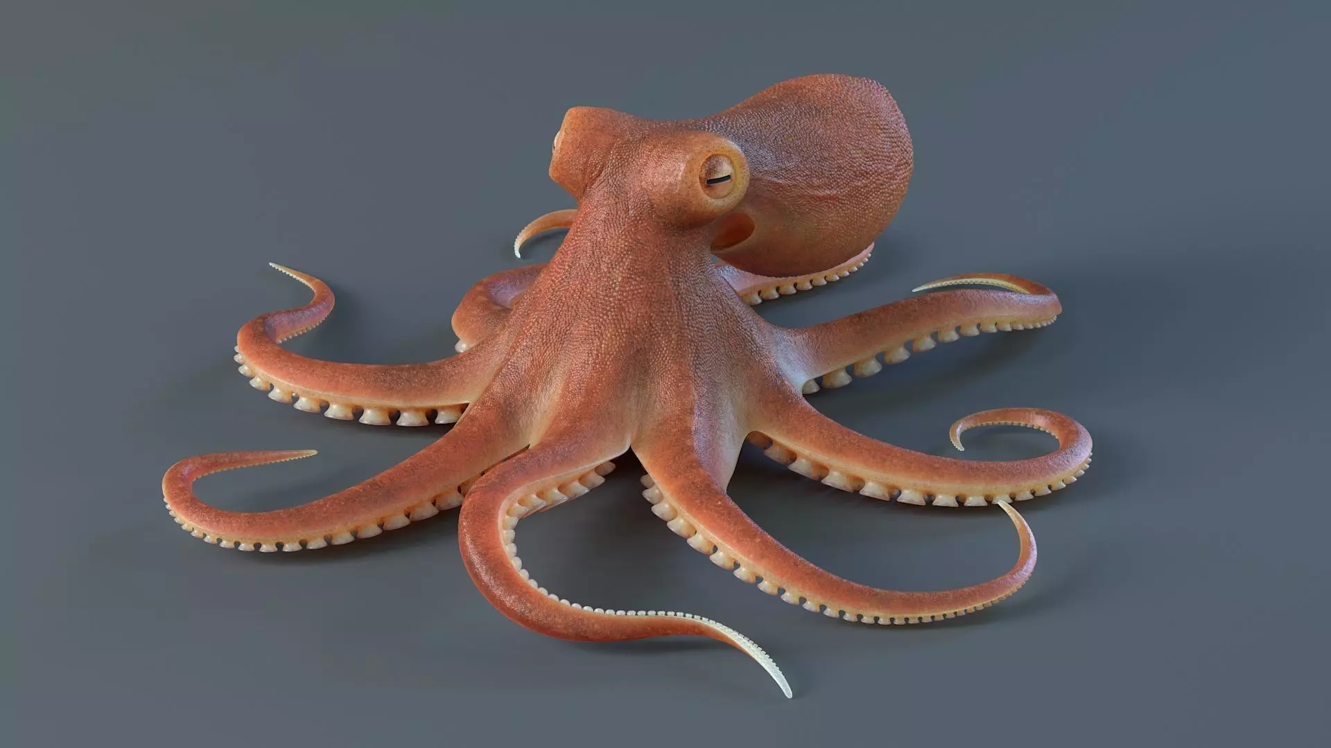 Octopus Pro Rigged 3D model_4