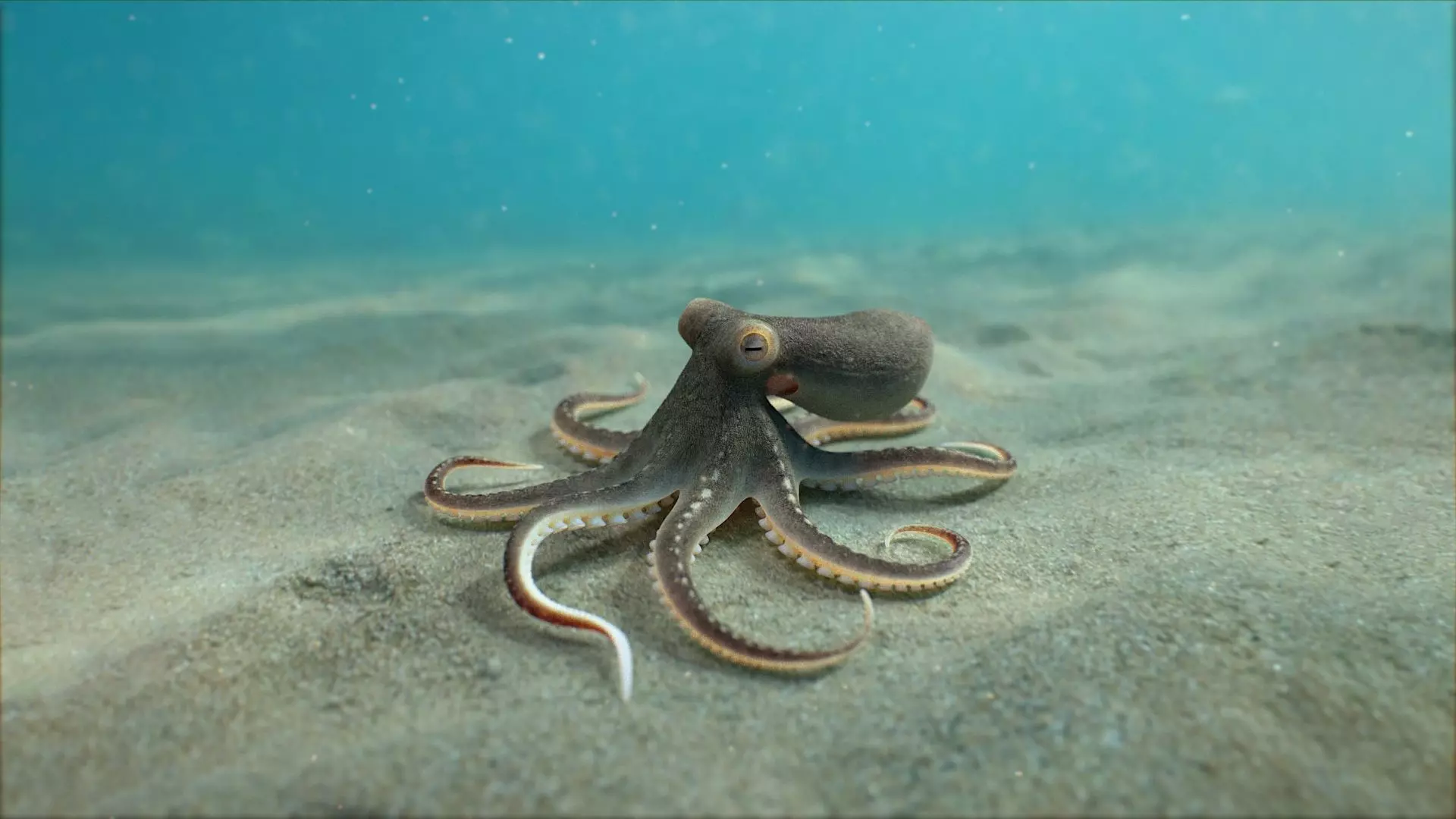 Octopus Pro Rigged 3D model_5