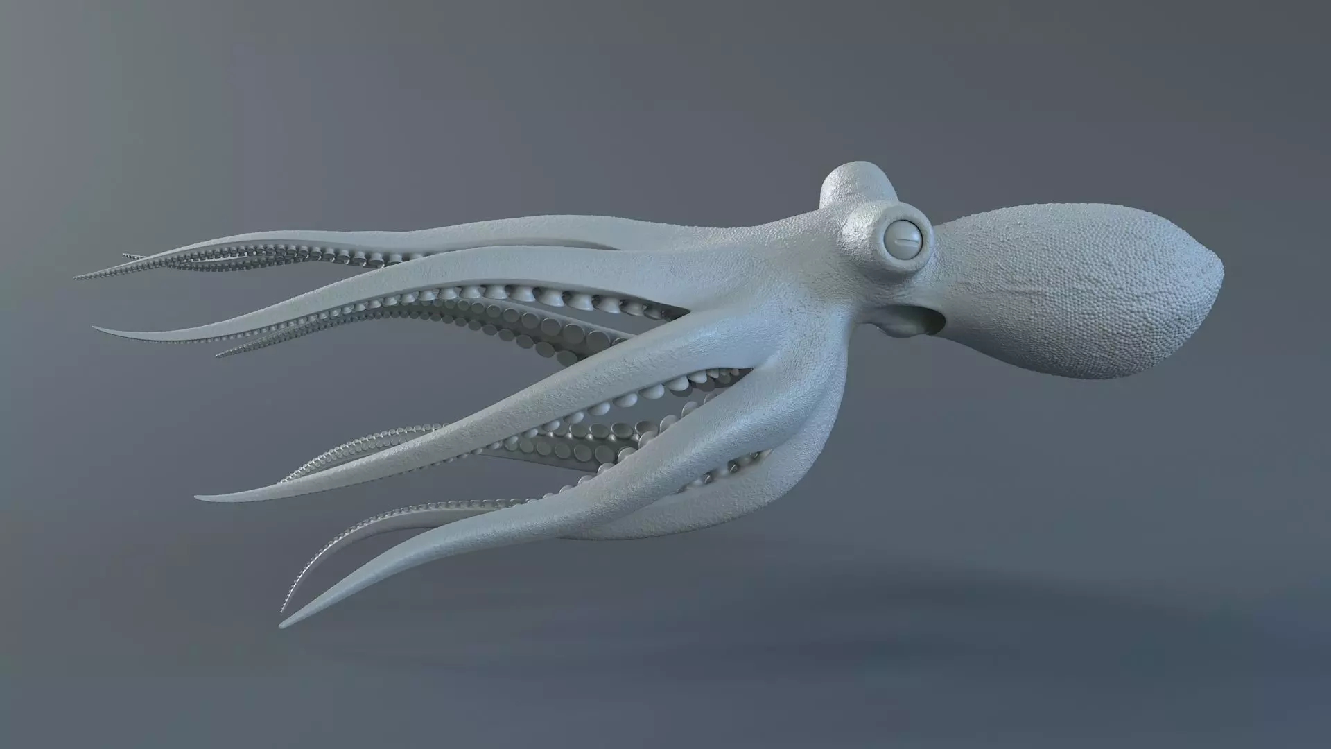 Octopus Pro Rigged 3D model_17