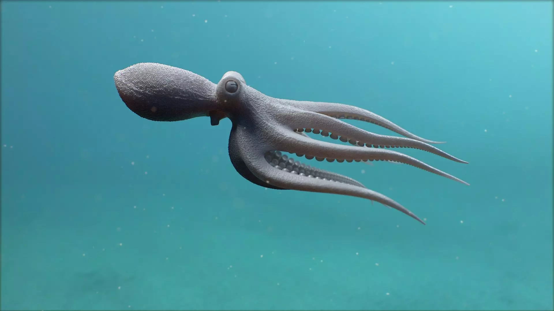 Octopus Pro Rigged 3D model_7