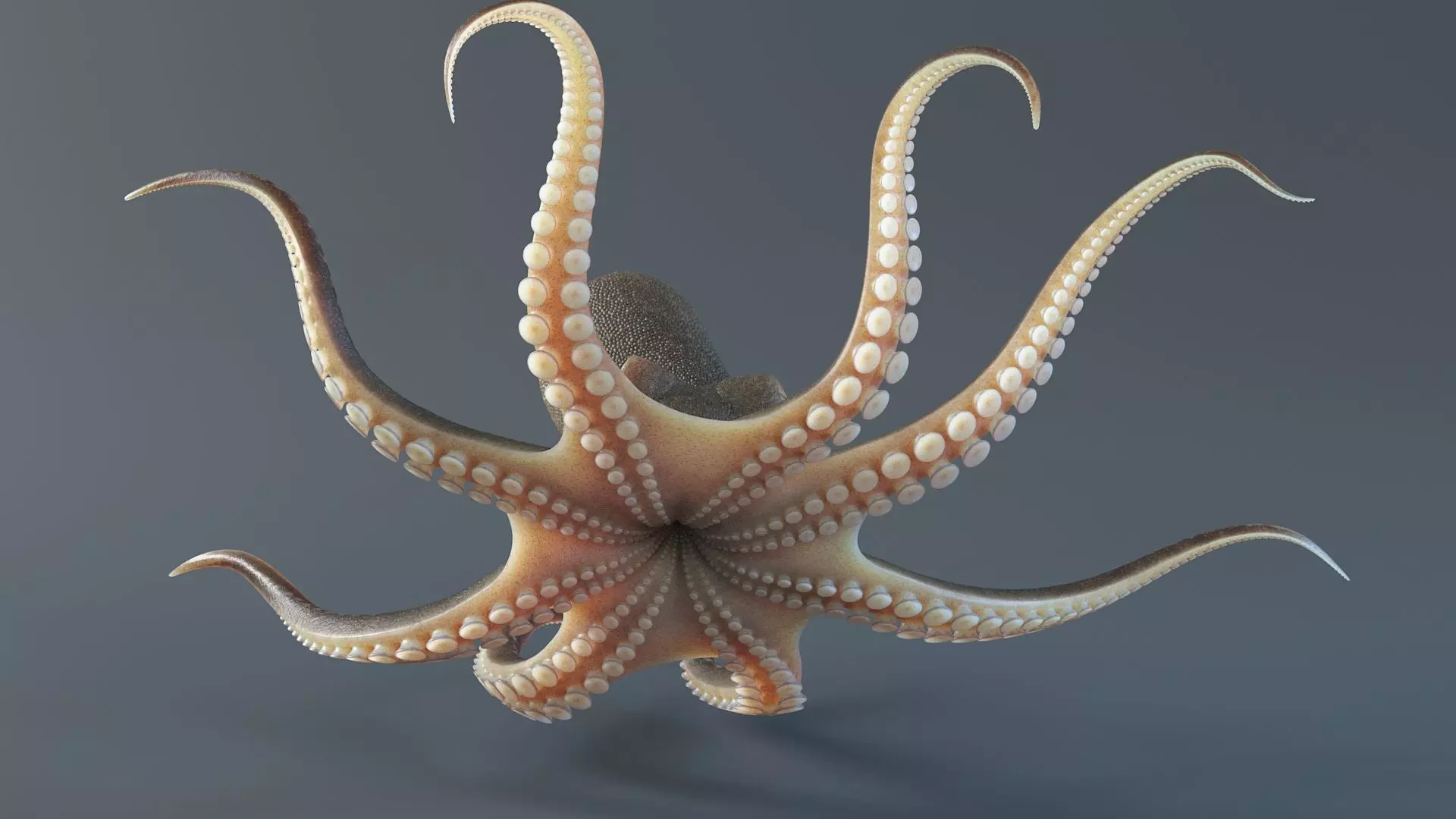 Octopus Pro Rigged 3D model_12