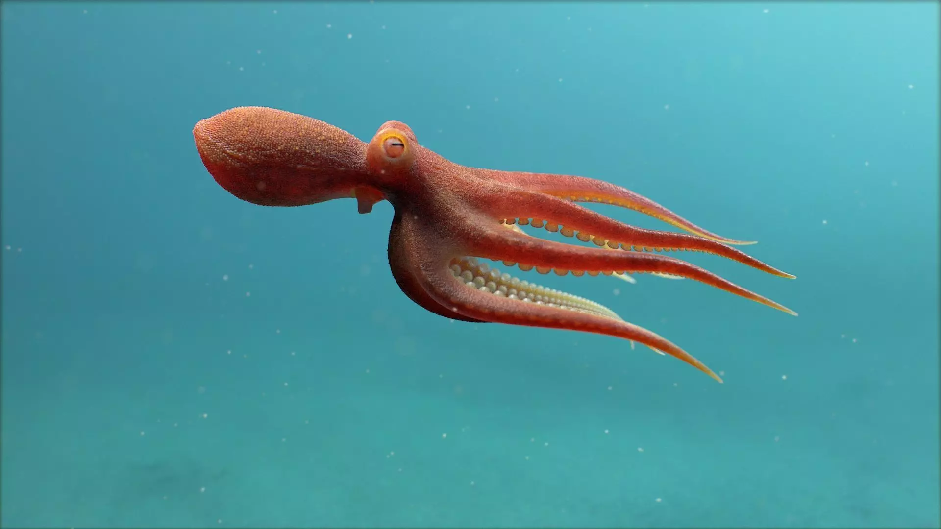 Octopus Pro Rigged 3D model_8
