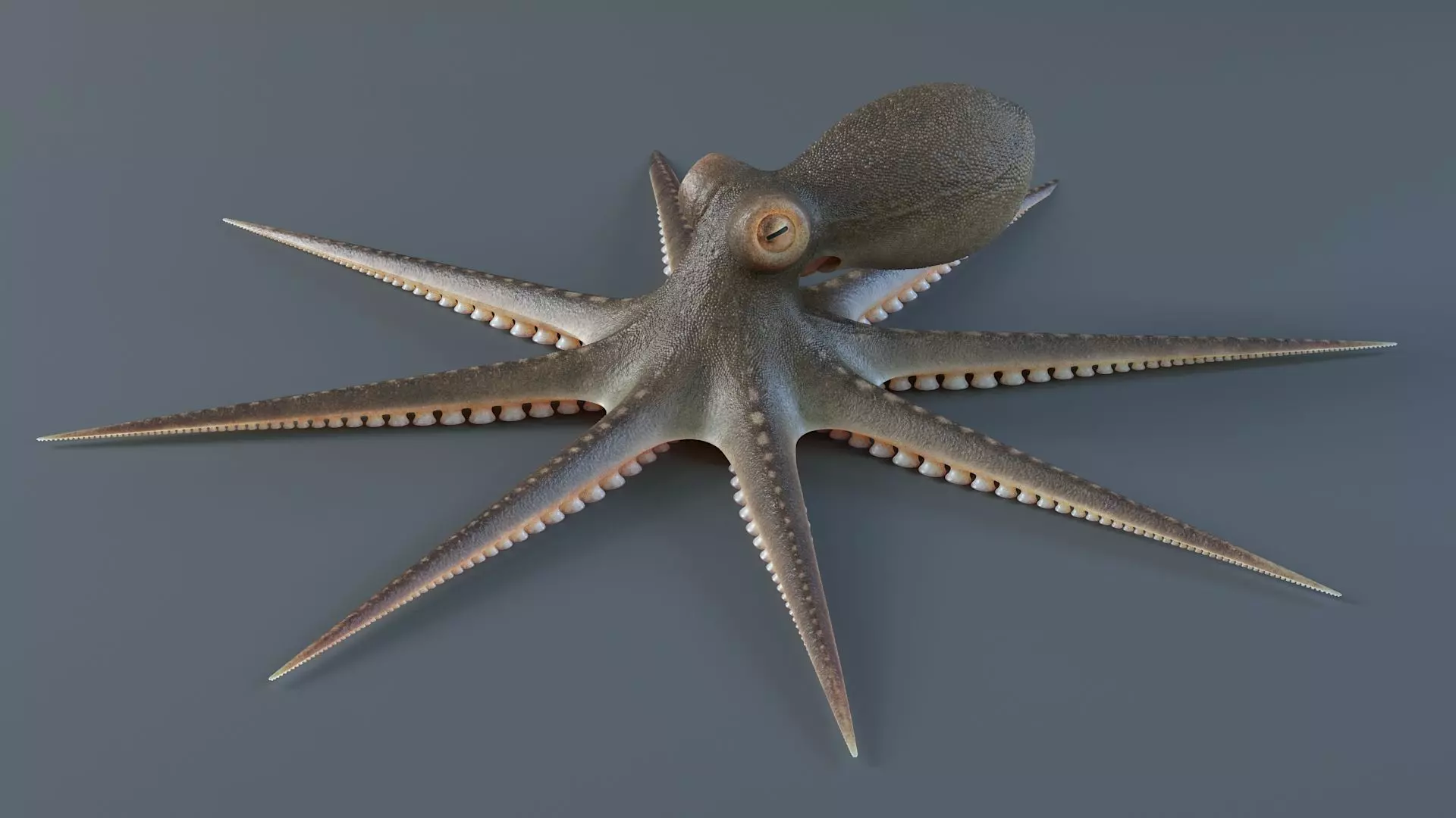 Octopus Pro Rigged 3D model_28