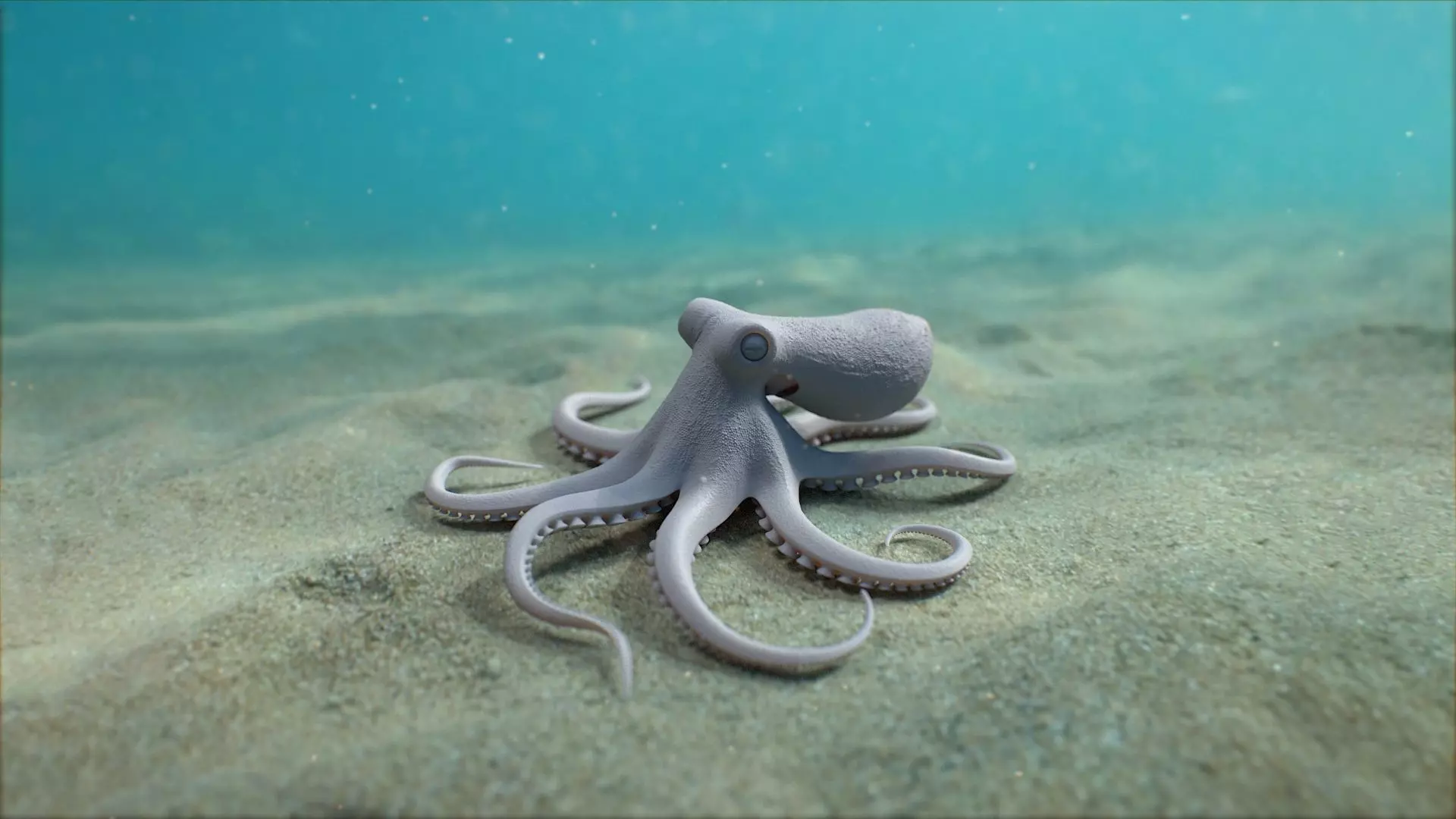 Octopus Pro Rigged 3D model_6