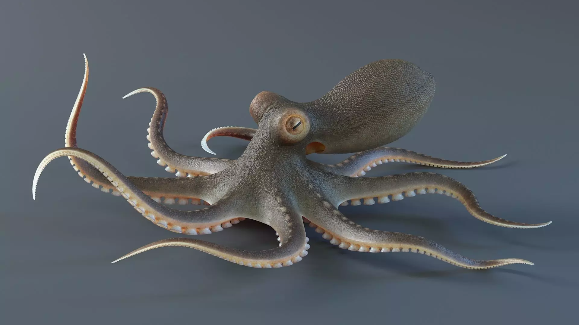 Octopus Pro Rigged 3D model_13