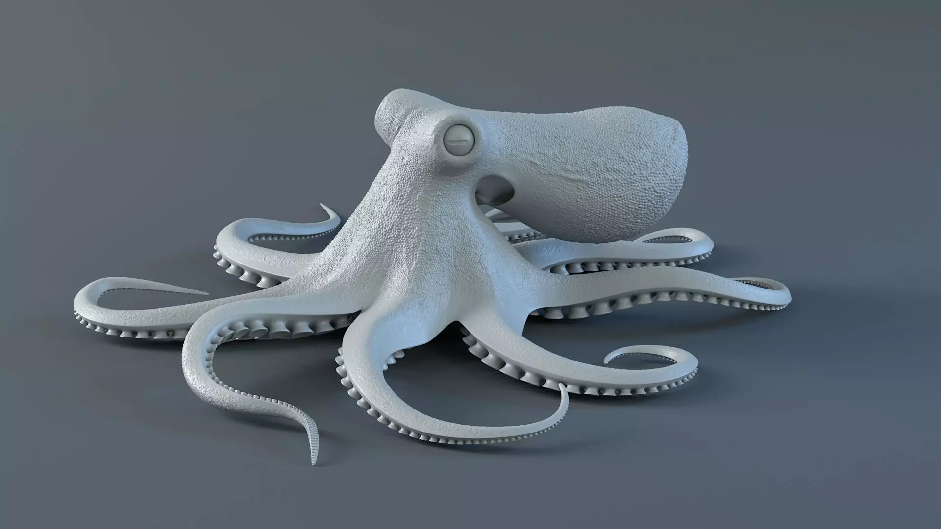 Octopus Pro Rigged 3D model_16