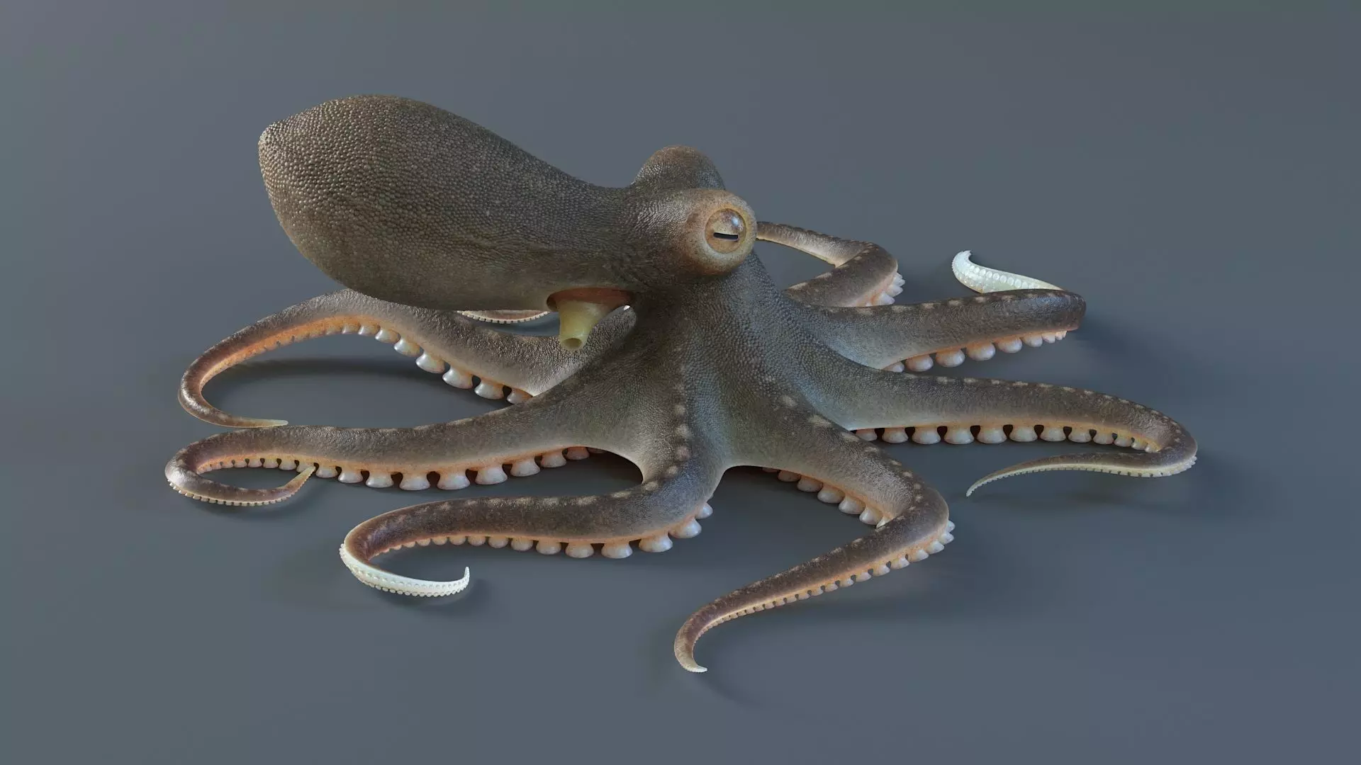 Octopus Pro Rigged 3D model_15
