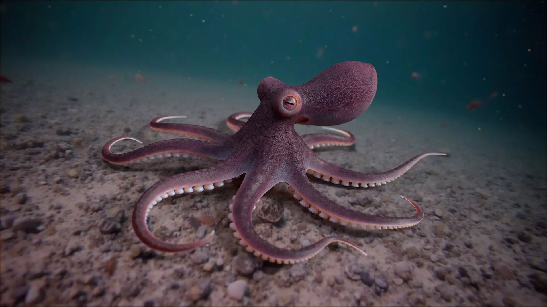 Octopus Pro Rigged 3D model_9