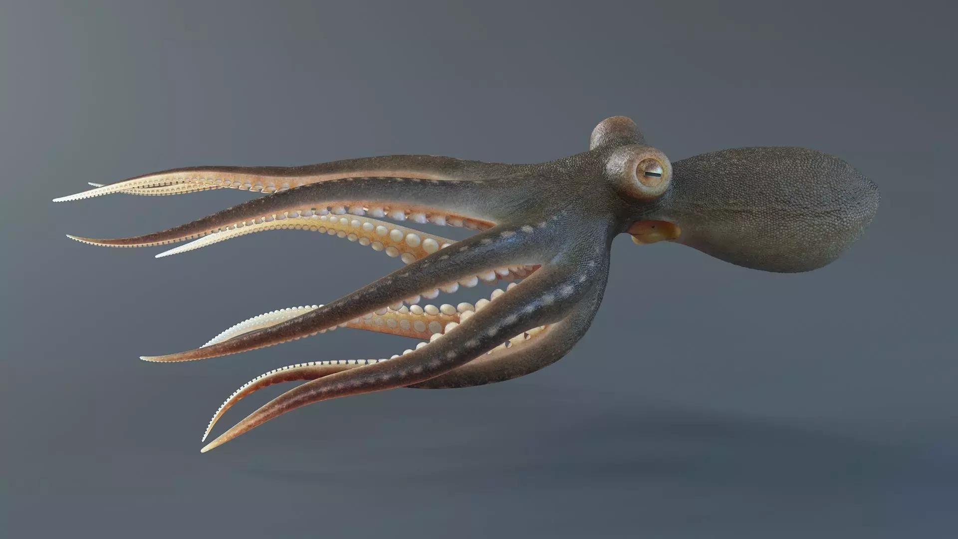 Octopus Pro Rigged 3D model_11