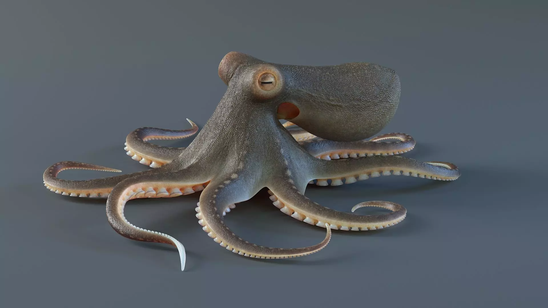 Octopus Pro Rigged 3D model_2