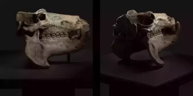 Hippo Skull