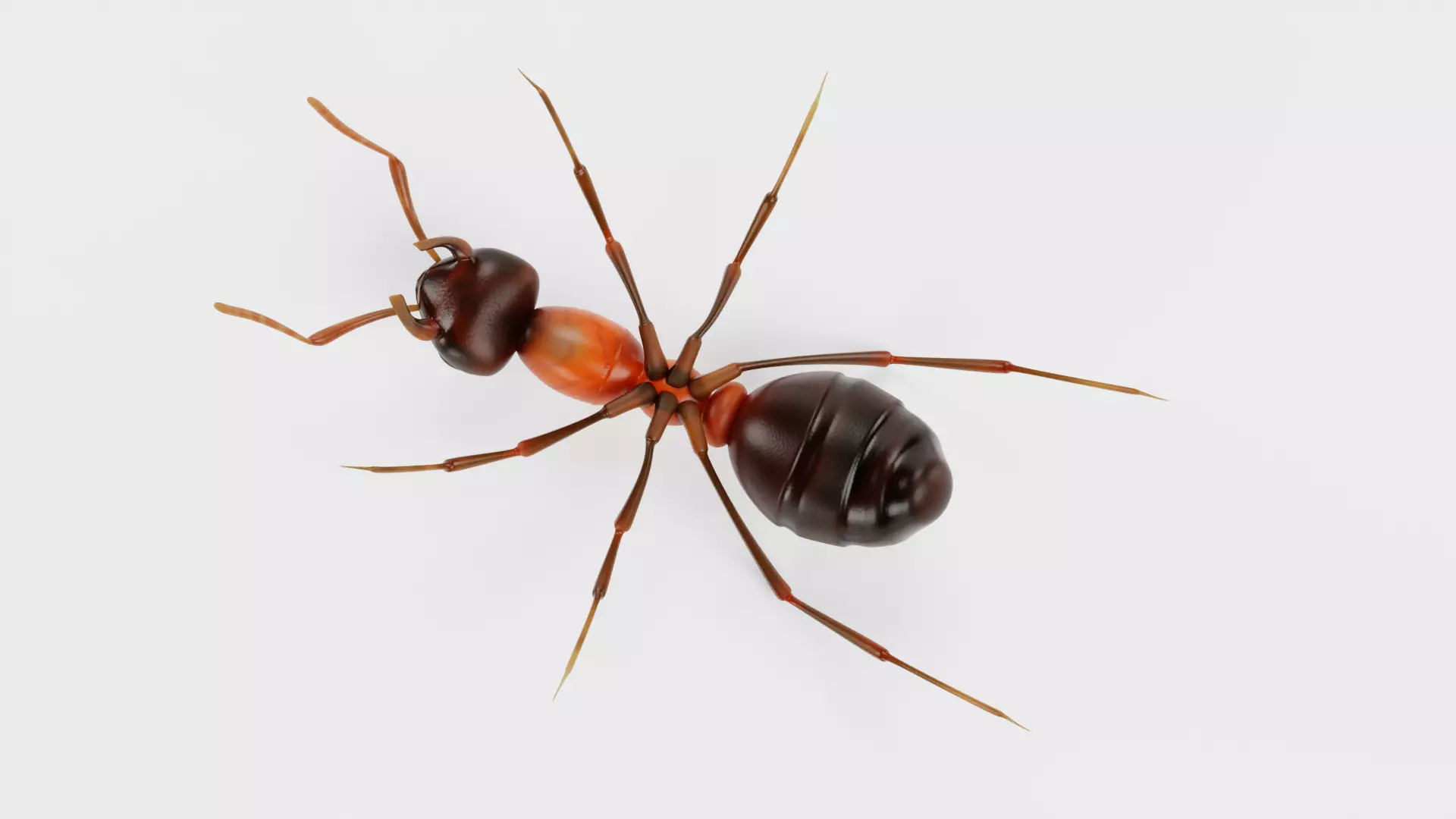 Ant - Formica Rufa Low-poly 3D model_6