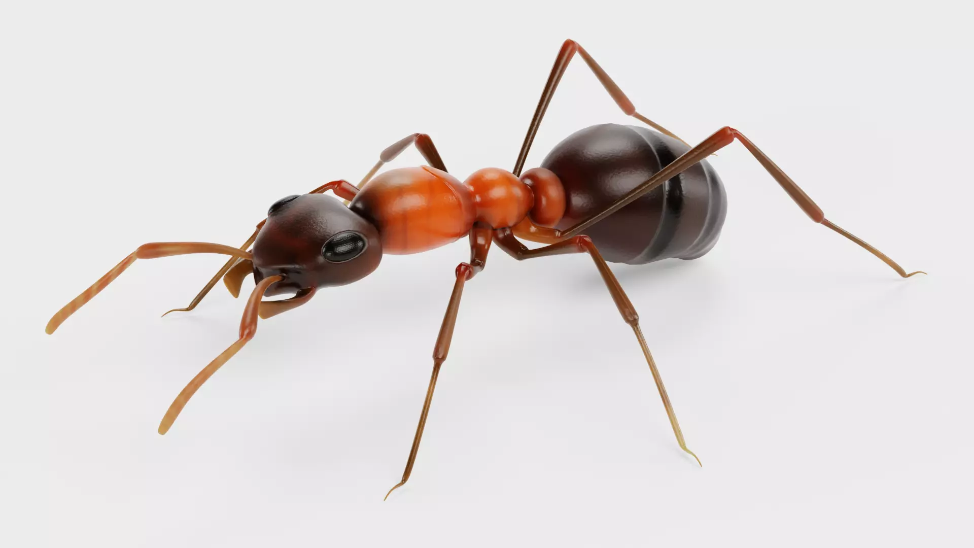 Ant - Formica Rufa Low-poly 3D model_0