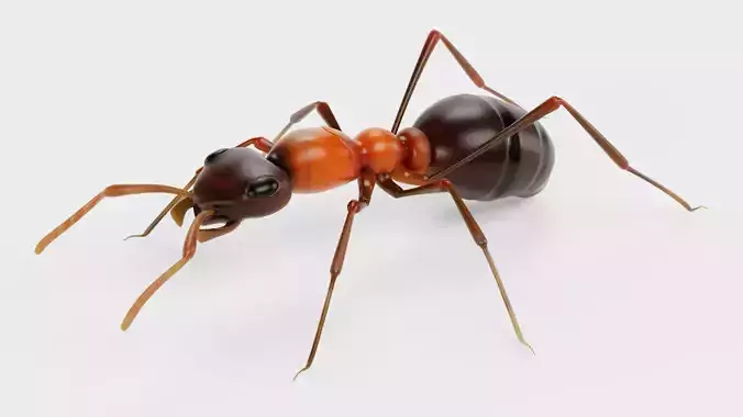 Ant - Formica Rufa Low-poly 3D model
