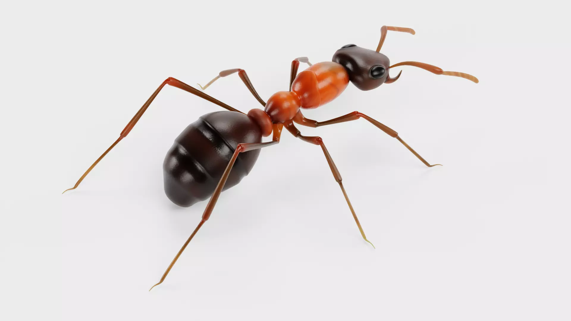 Ant - Formica Rufa Low-poly 3D model_3