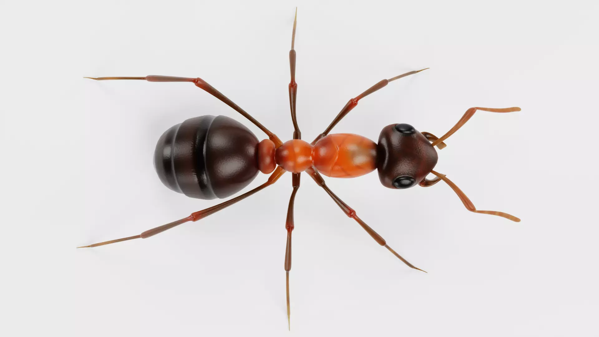 Ant - Formica Rufa Low-poly 3D model_5