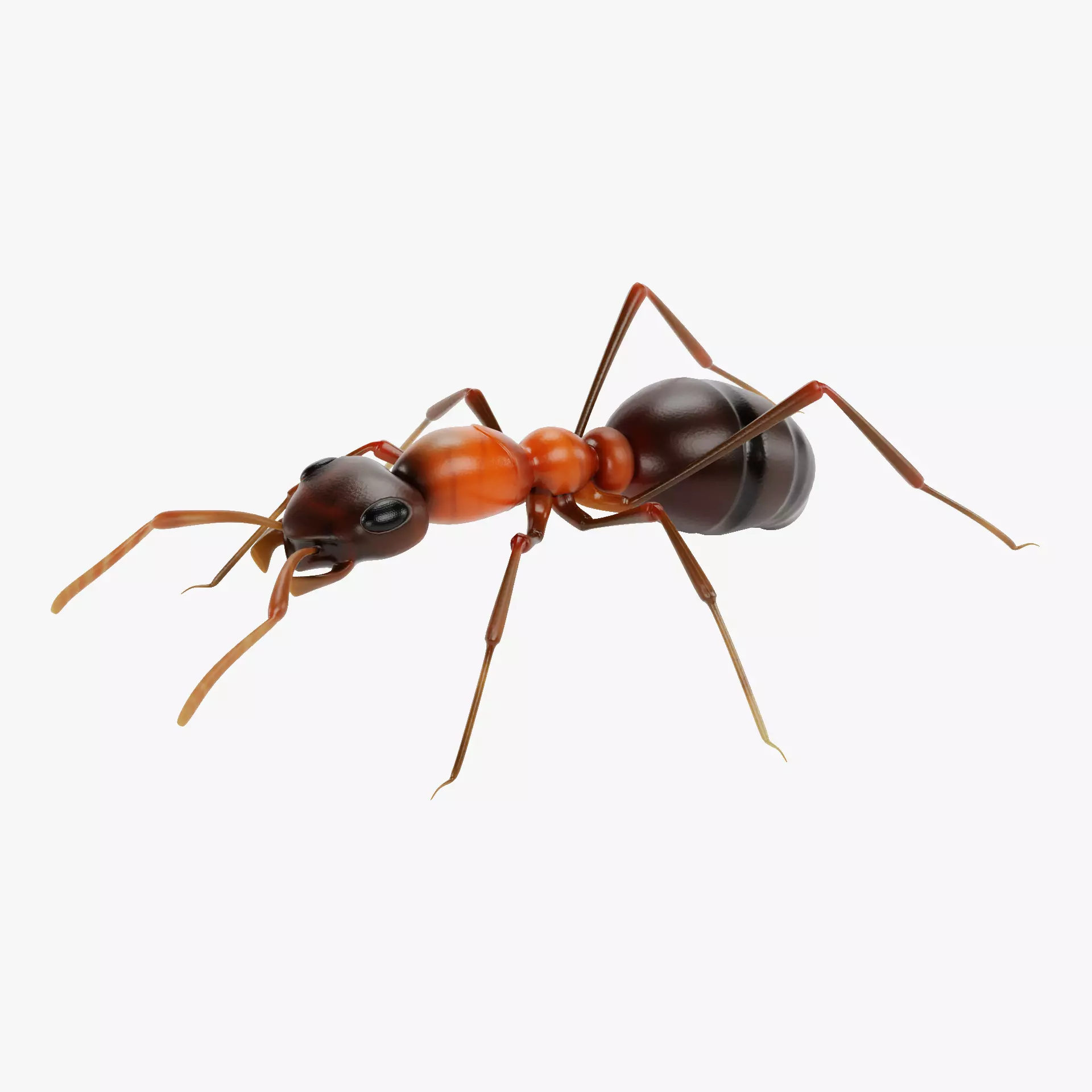 Ant - Formica Rufa Low-poly 3D model_12