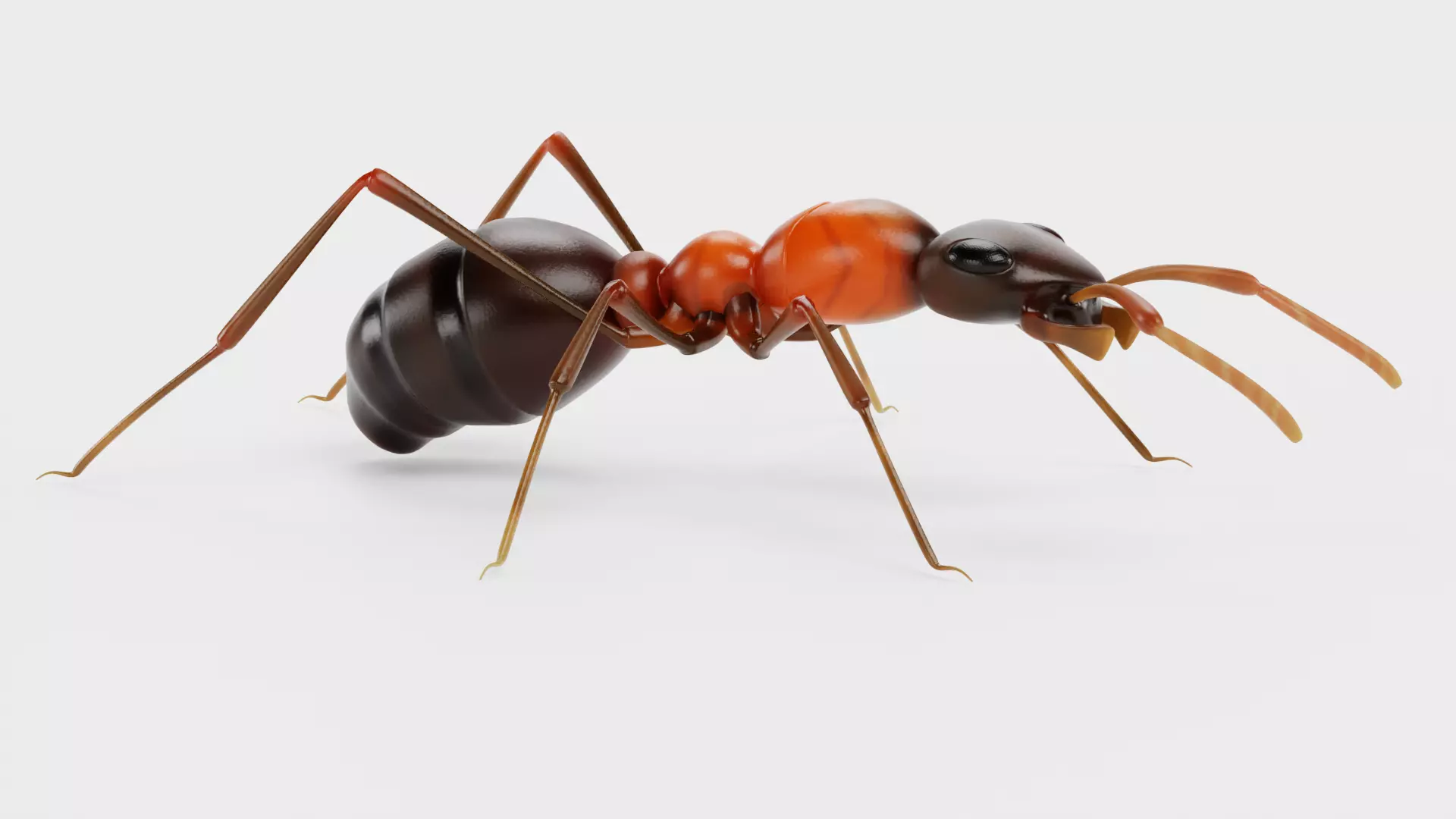 Ant - Formica Rufa Low-poly 3D model_2