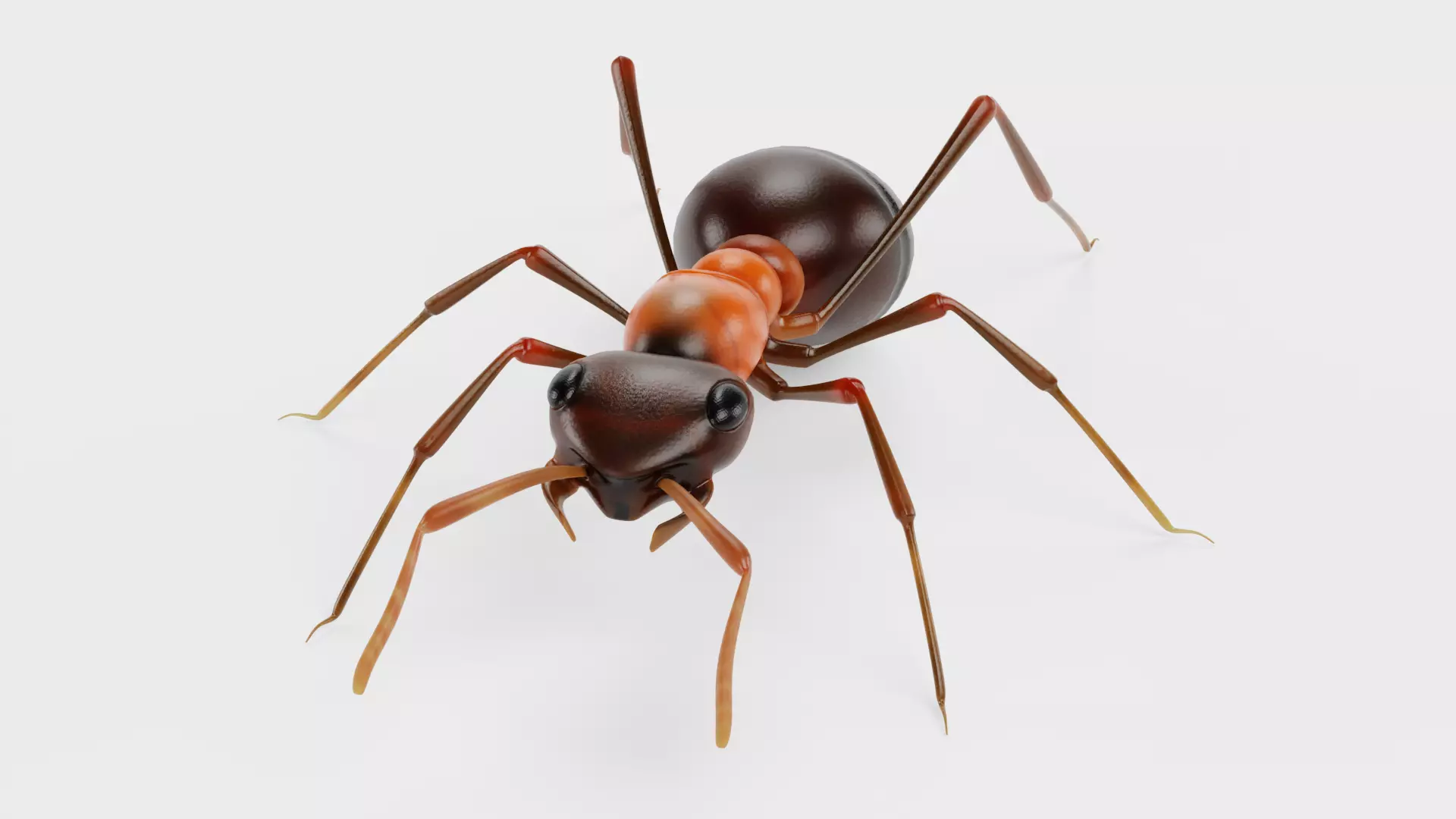Ant - Formica Rufa Low-poly 3D model_1