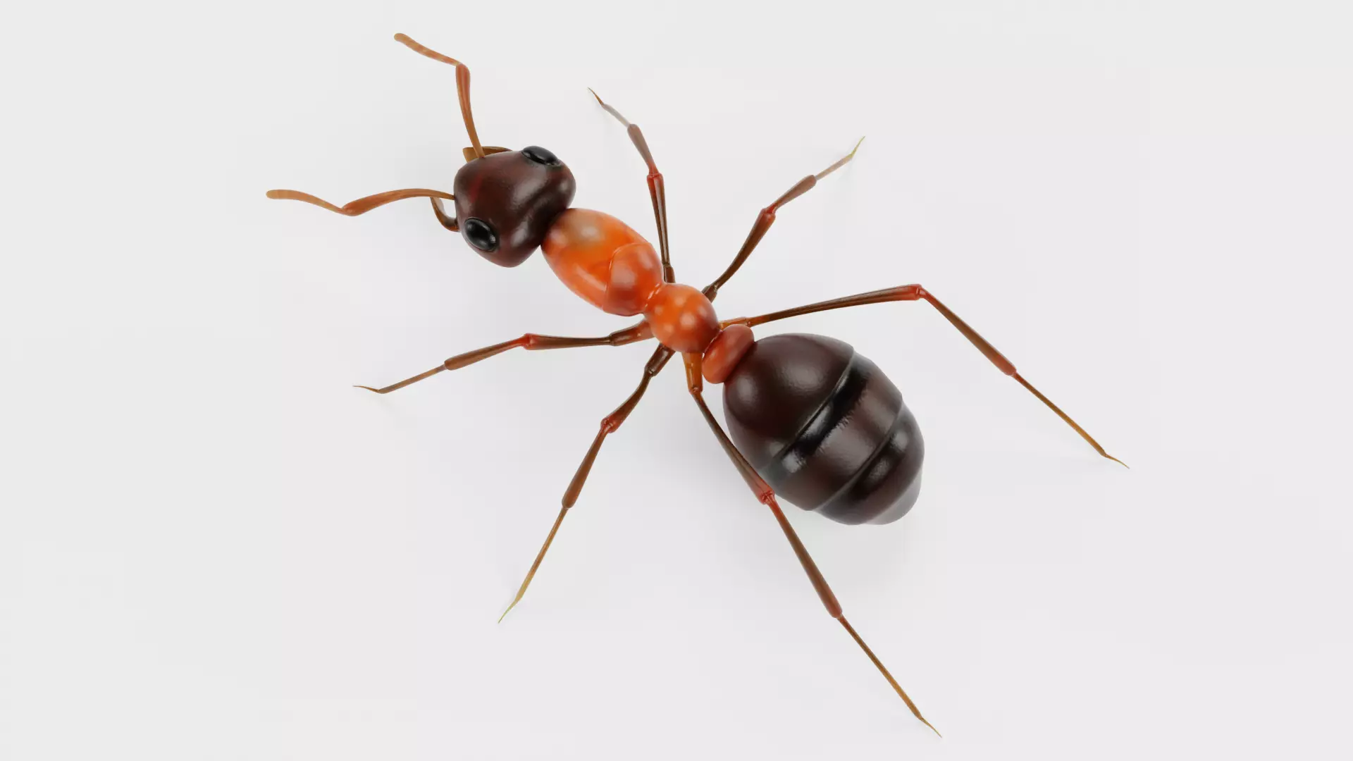 Ant - Formica Rufa Low-poly 3D model_4