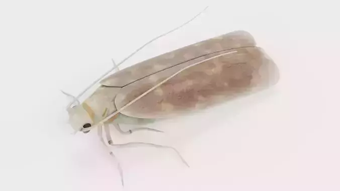Cloth Moth Low-poly 3D model