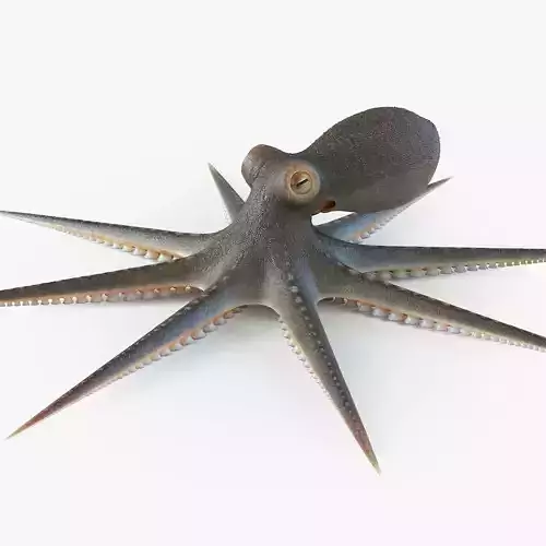 Octopus