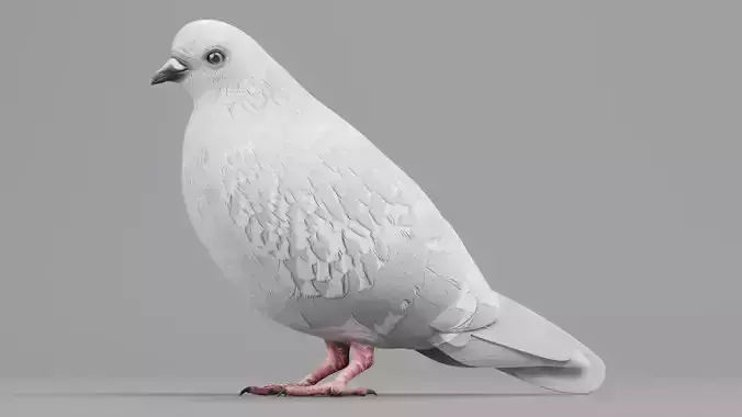 Realistic Dove - White Pigeon