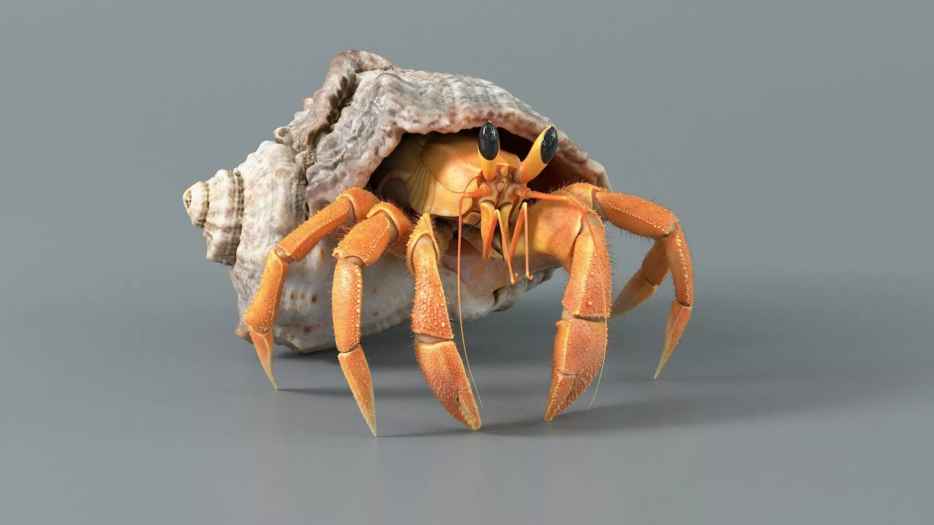 Hermit Crab Rigged 3D model_7