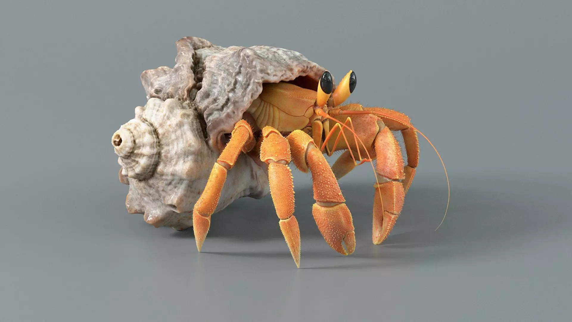 Hermit Crab Rigged 3D model_8