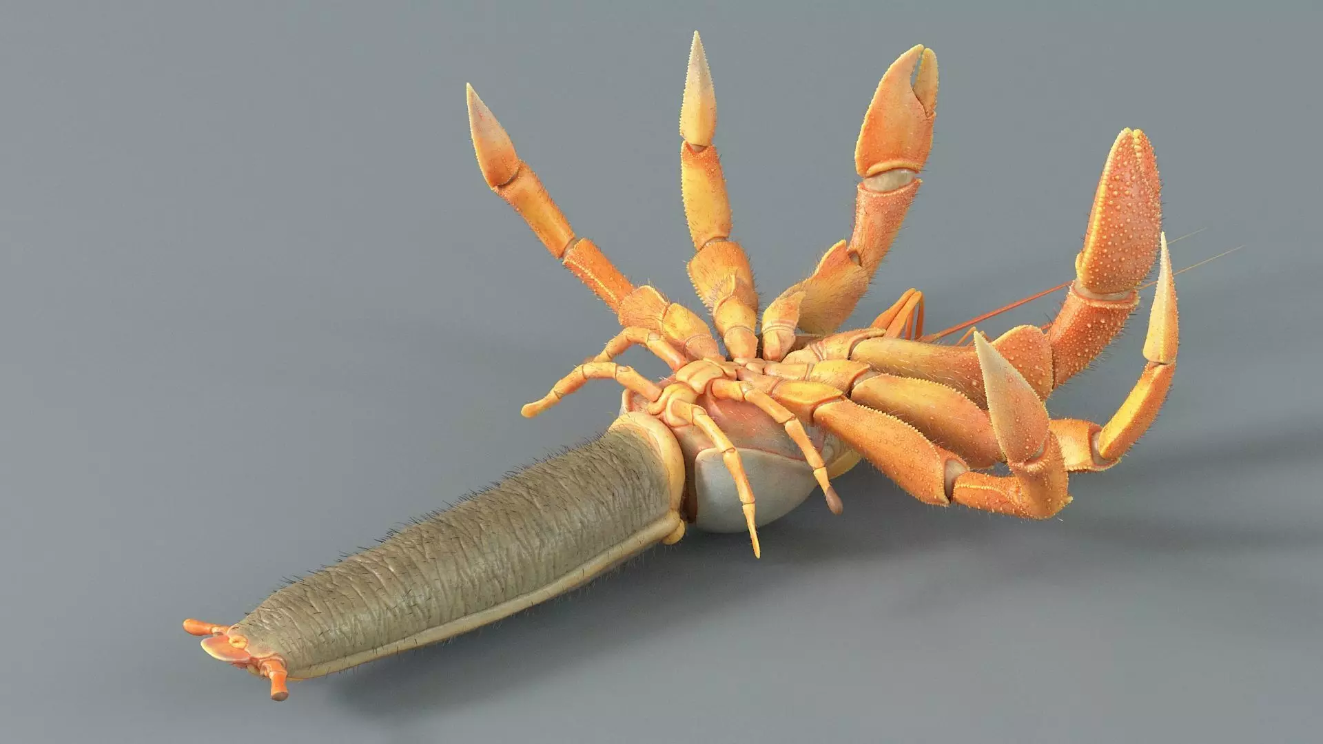 Hermit Crab Rigged 3D model_22