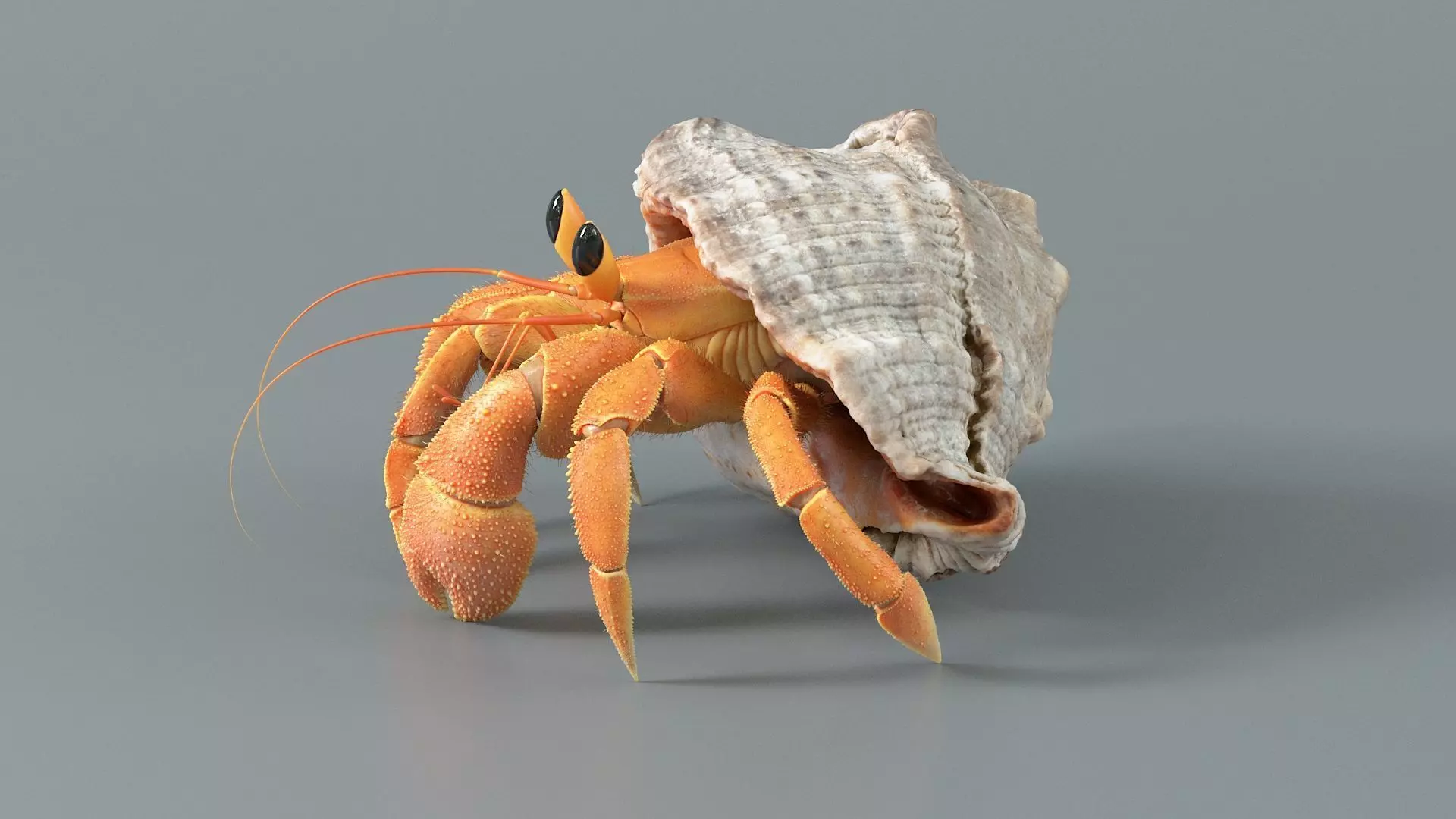 Hermit Crab Rigged 3D model_12