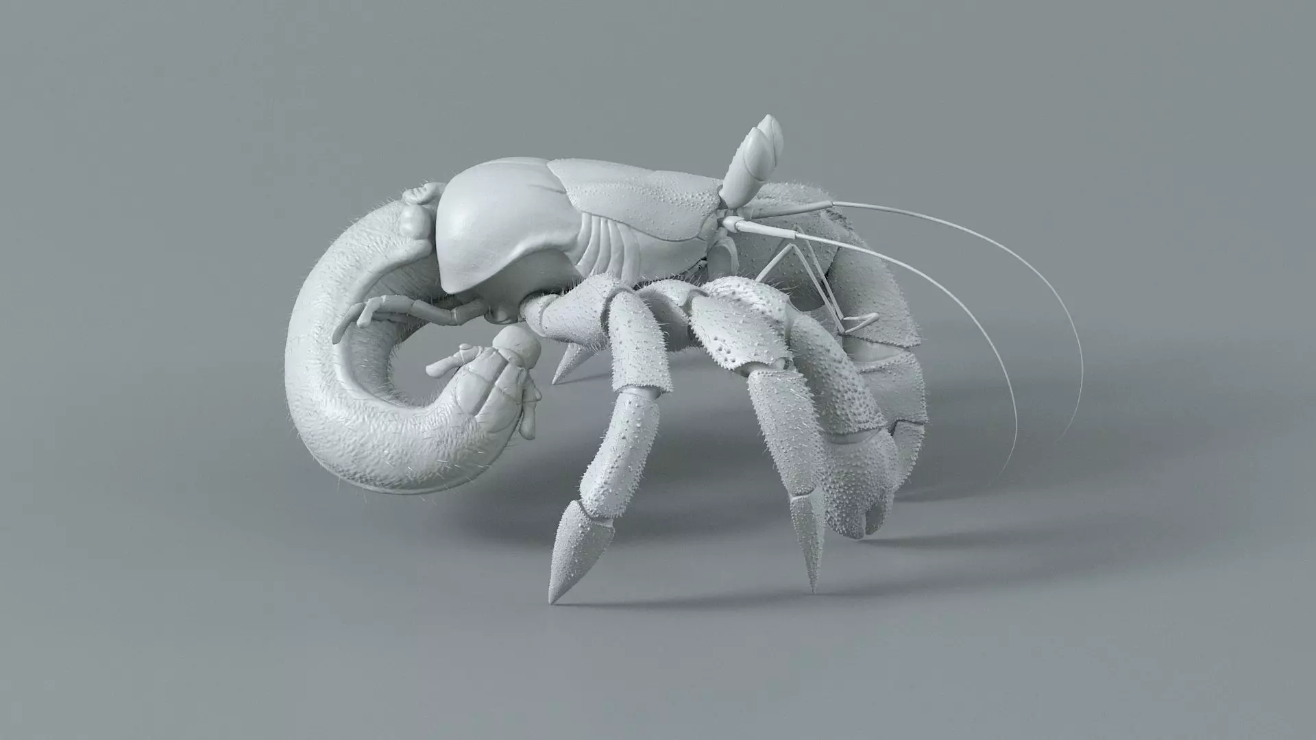 Hermit Crab Rigged 3D model_32
