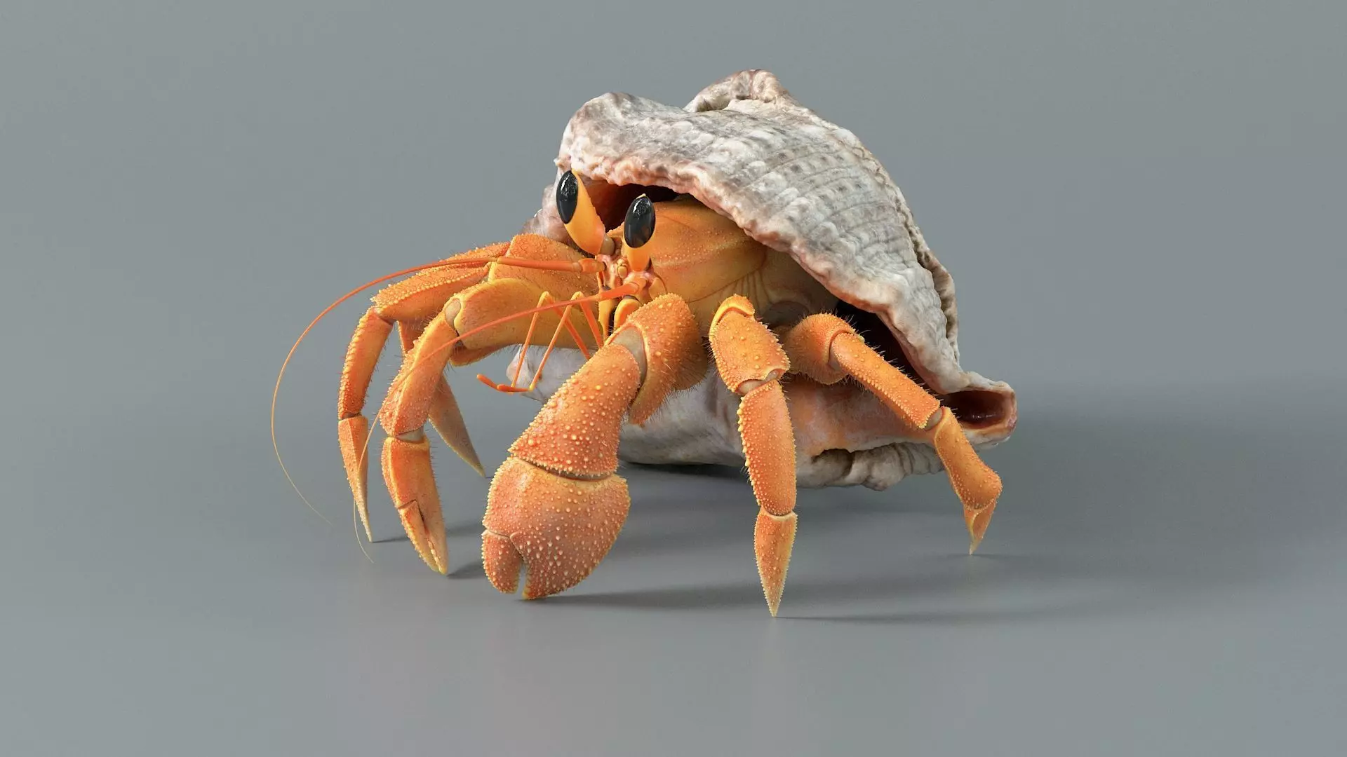 Hermit Crab Rigged 3D model_2