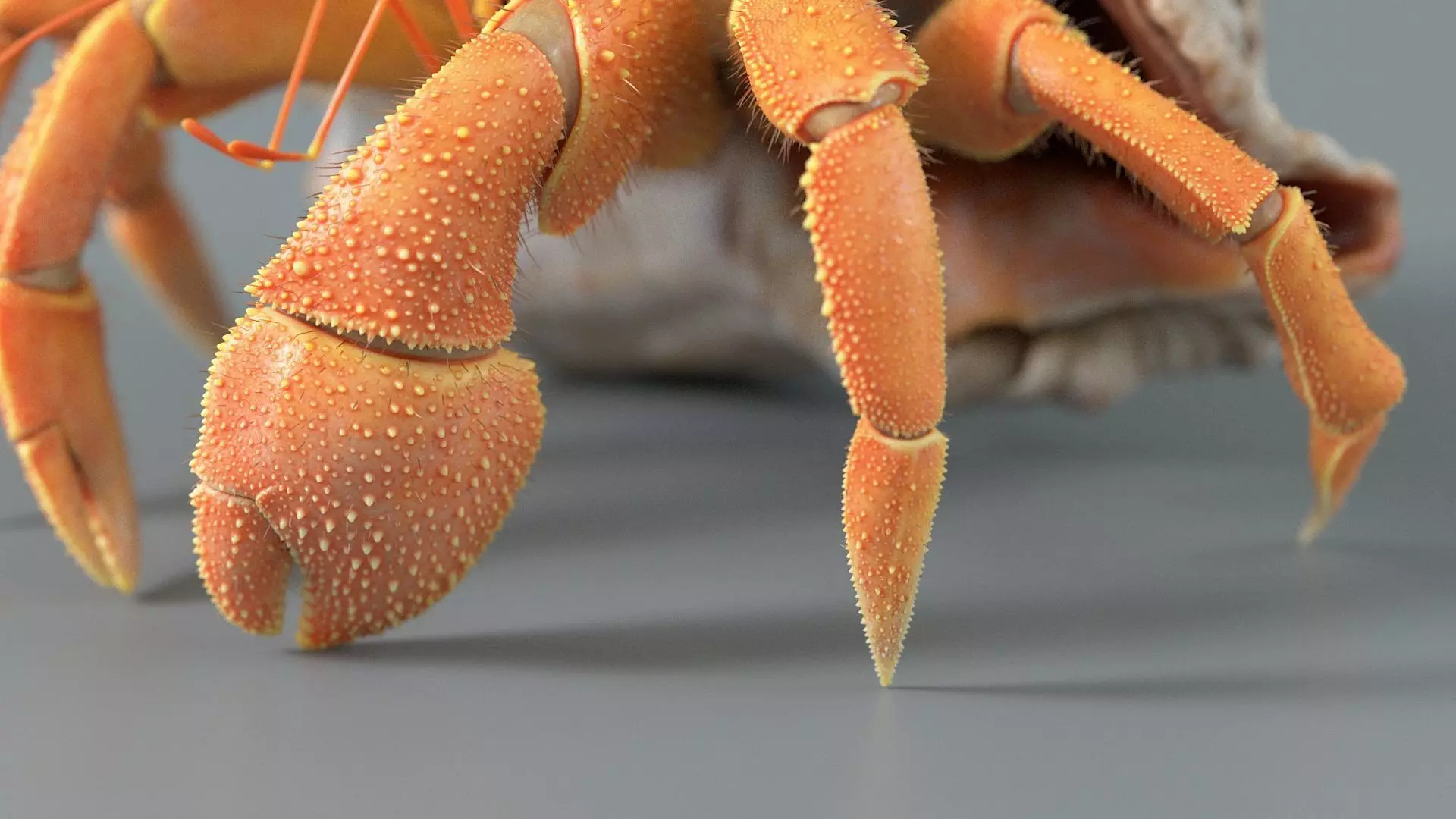 Hermit Crab Rigged 3D model_20