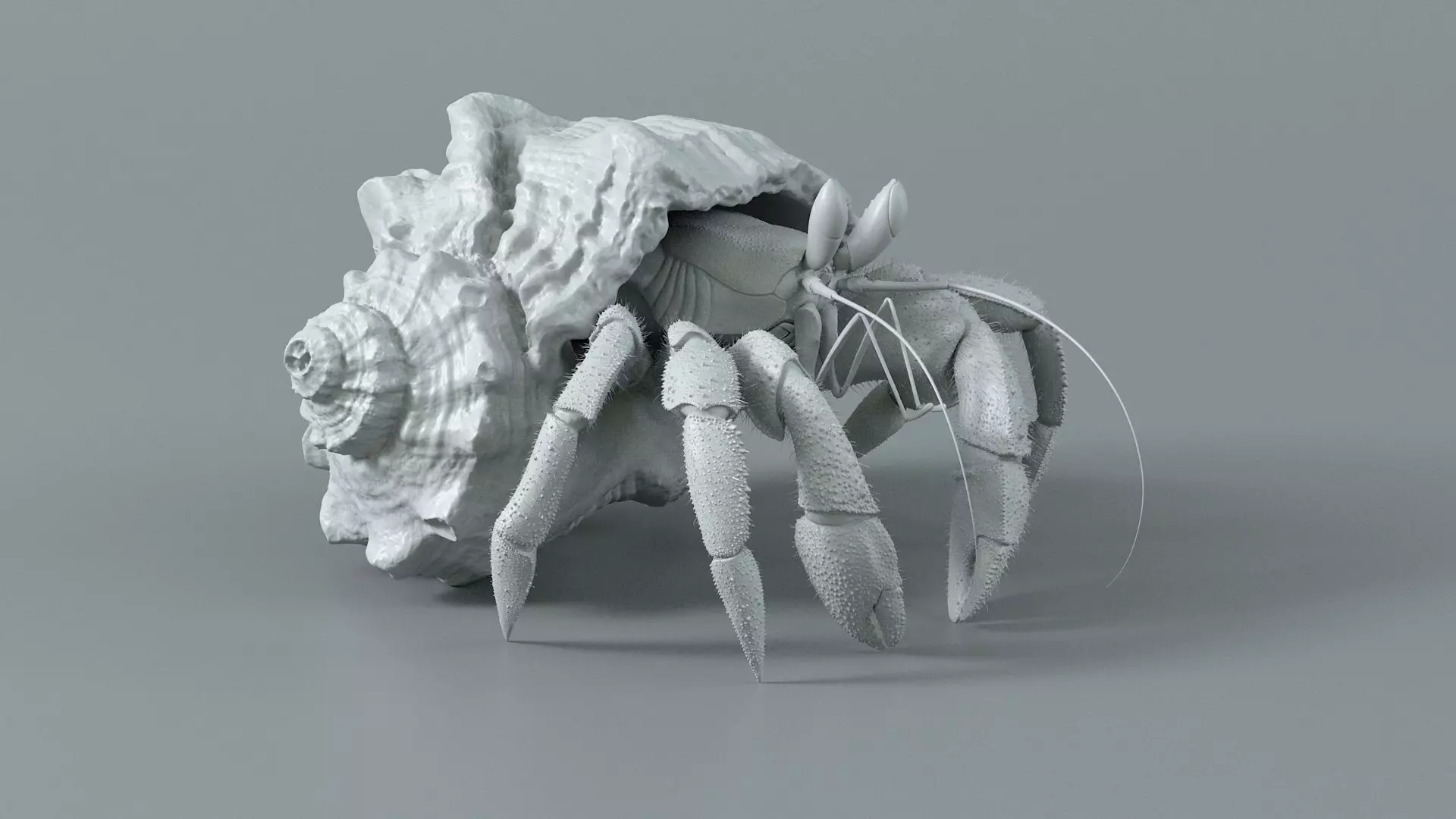 Hermit Crab Rigged 3D model_25