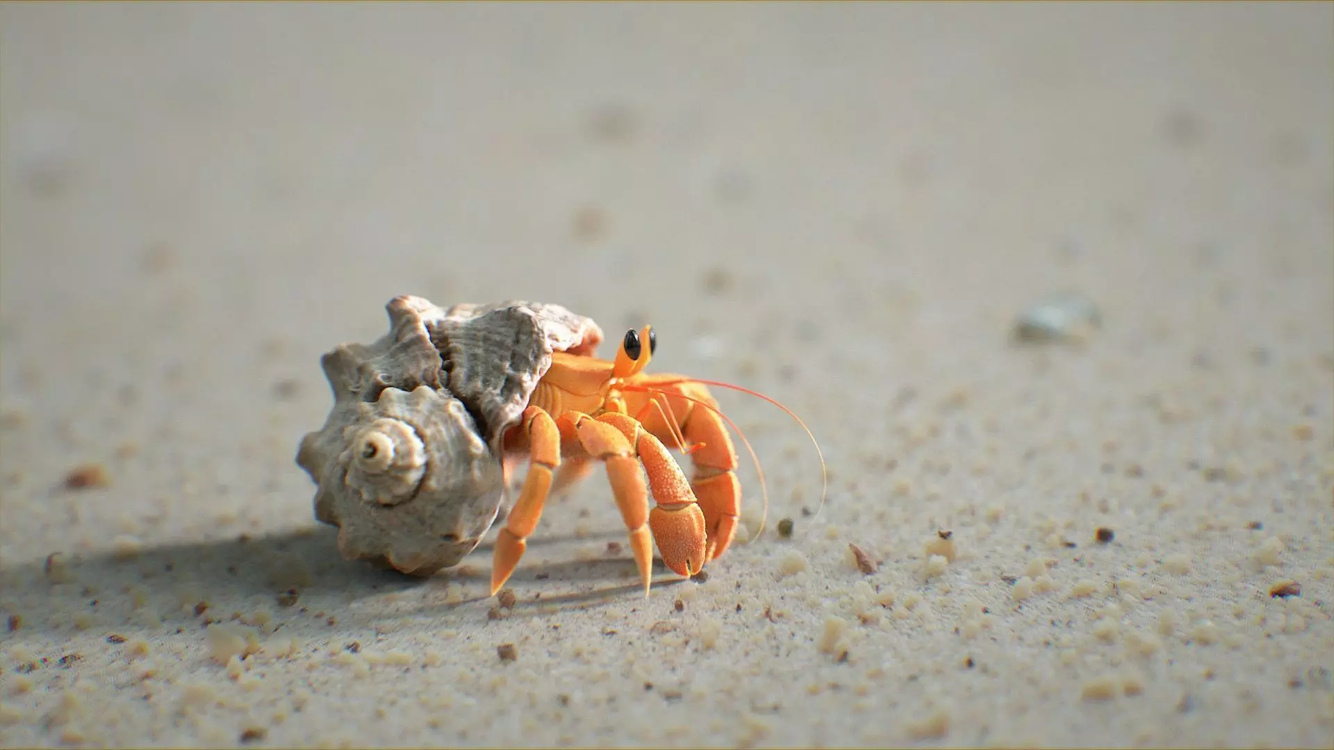 Hermit Crab Rigged 3D model_3