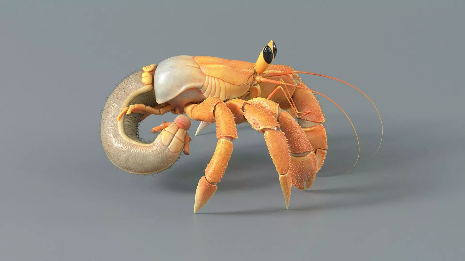Hermit Crab Rigged 3D model_15