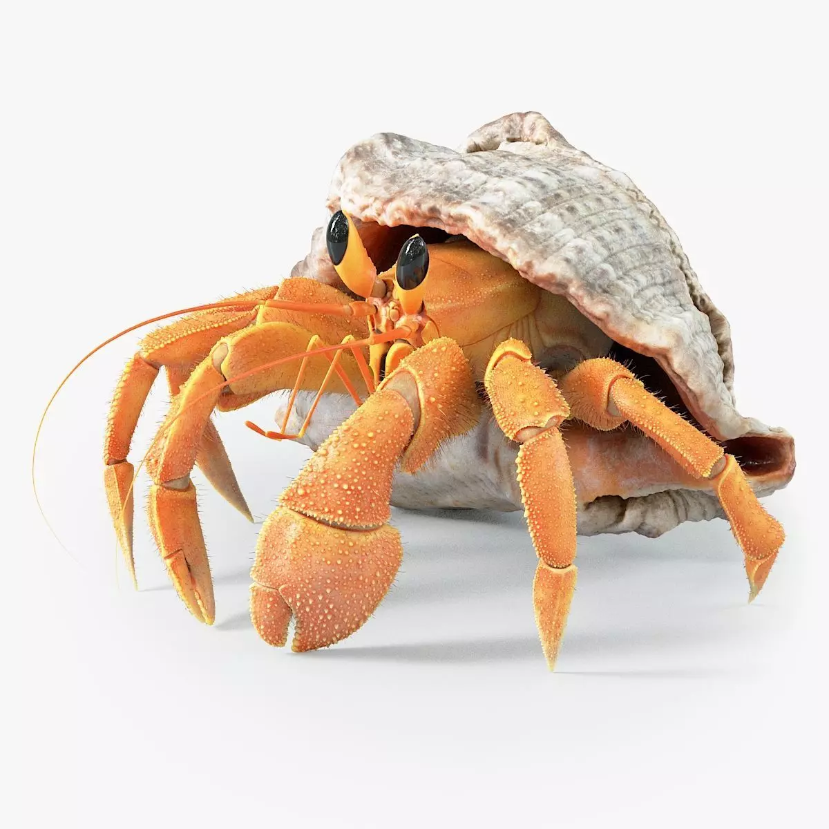 Hermit Crab Rigged 3D model_0